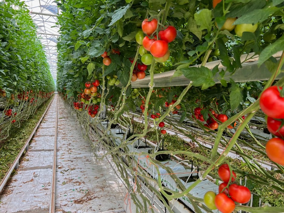 Tomates qui poussent chez Provence Alpilles